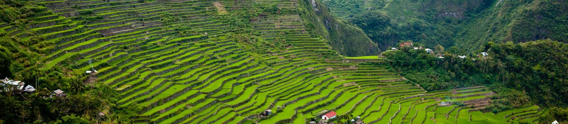 Rice terraces